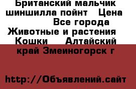 Британский мальчик шиншилла-пойнт › Цена ­ 5 000 - Все города Животные и растения » Кошки   . Алтайский край,Змеиногорск г.